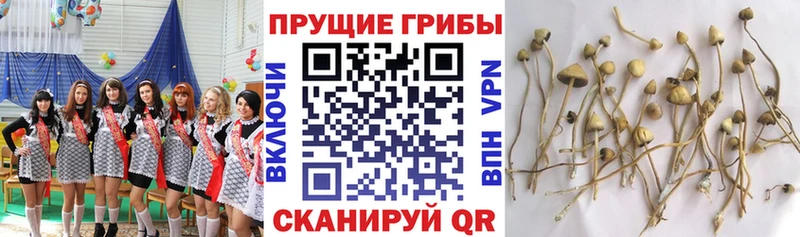 Псилоцибиновые грибы ЛСД  Тосно 